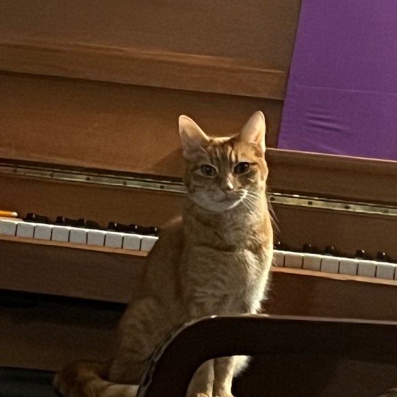 Meet your Posher, Shelby - Picture 1 of 1